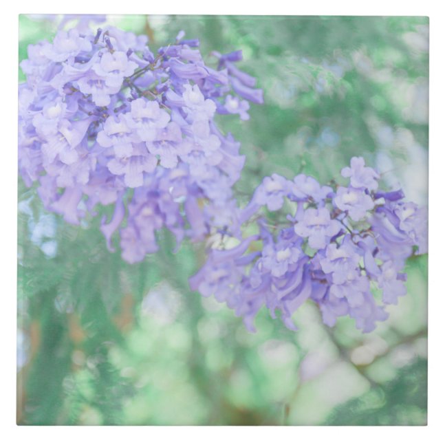 Pastel Lila Jacaranda Träd Flowers Kakelplatta (Framsidan)