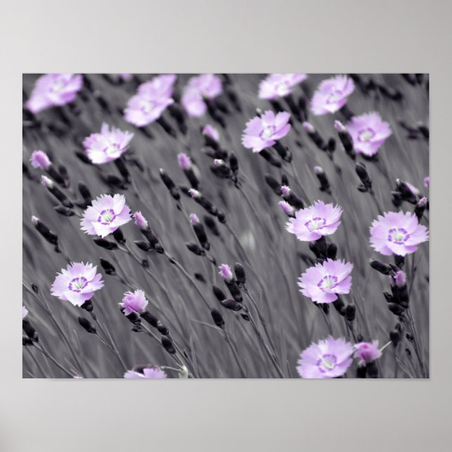 Pastel Lilac Wildblommor Poster (Framsidan)