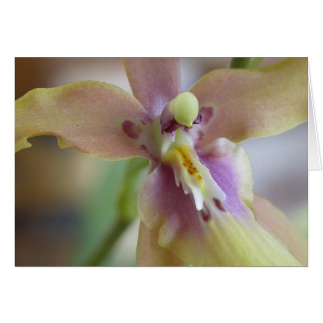 Pastel Miltassia Orchid Hälsningskort (Framsidan Horizontal)