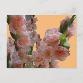 Pastel Orange Rosa Gladioli Cust. DIY-vykort Vykort