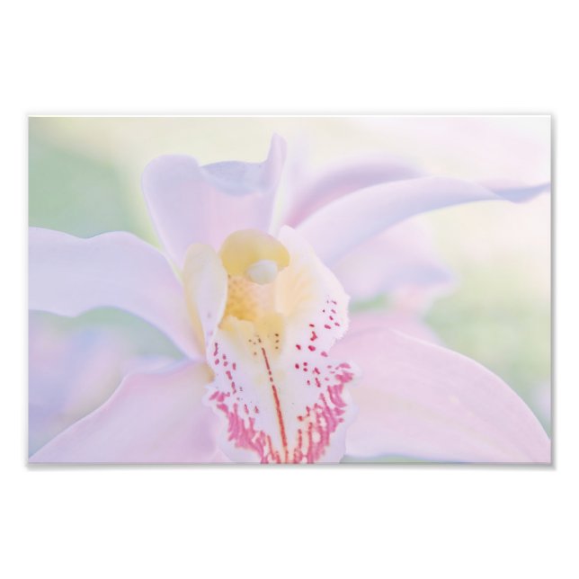 Pastel Orchid Fototryck (Framsidan)