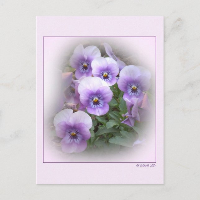 Pastel Pansies Vykort (Framsida)