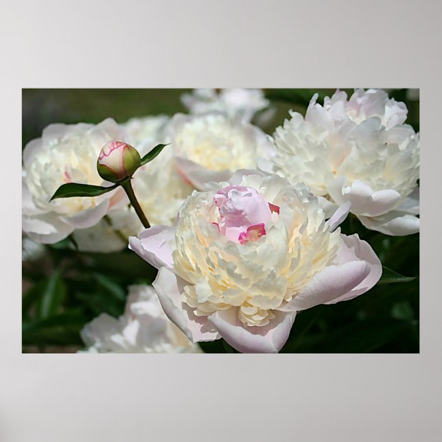 Pastel Peony Watercolor Print Rosa White Poster (Framsidan)