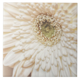 Pastel Petals Flower Chrysanthemum Kakelplatta