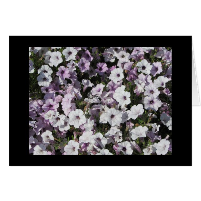 Pastel Petunias OBS Kort (Framsidan Horizontal)