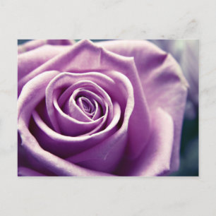 Pastel Ro vykort (muterad lilac)