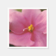 Pastel Rosa African Violet (Saintpaulia) Flower
