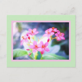 Pastel Rosa Flowers vykort