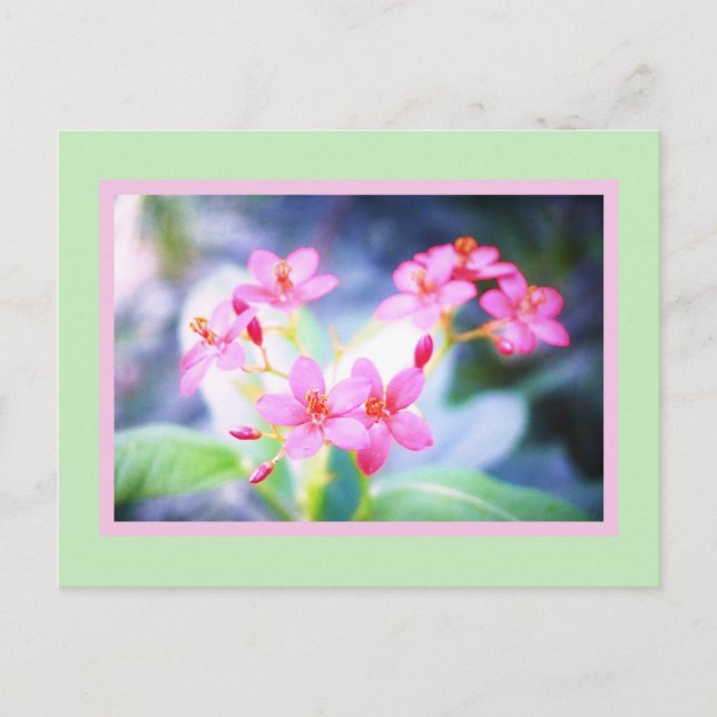 Pastel Rosa Flowers vykort (Framsida)
