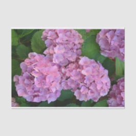Pastel rosa Hortensia hydrangea blommor