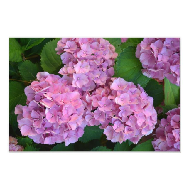 Pastel rosa Hortensia hydrangea blommor Fototryck (Framsidan)