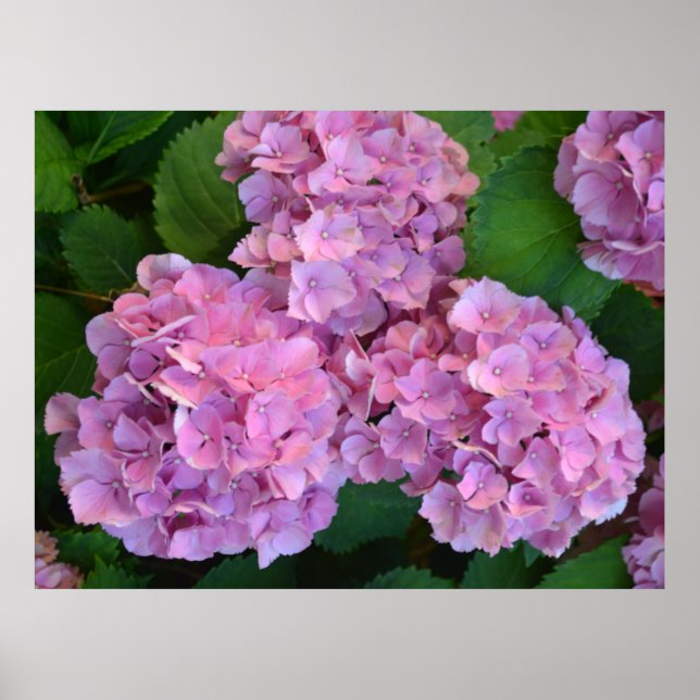 Pastel rosa Hortensia hydrangea blommor Poster (Framsidan)