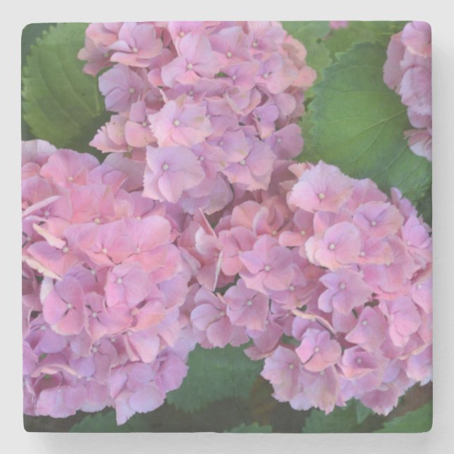 Pastel rosa Hortensia hydrangea blommor Stenunderlägg (Framsidan)