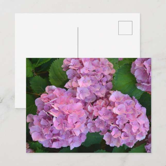 Pastel rosa Hortensia hydrangea blommor Vykort (Fram/baksida)