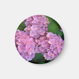 Pastel rosa Hortensia hydrangea bloom Magnet