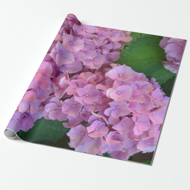 Pastel rosa Hortensia hydrangea bloom Presentpapper (Utrullad)