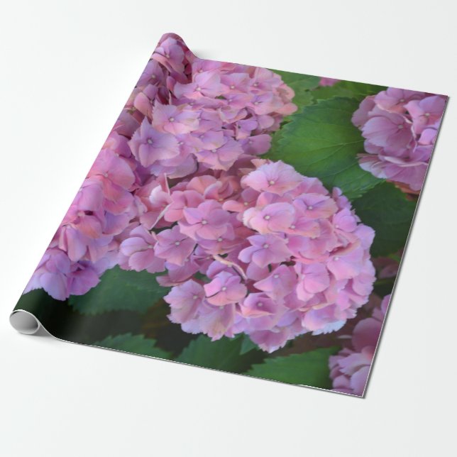 Pastel rosa Hortensia hydrangea bloom Presentpapper (Utrullad)