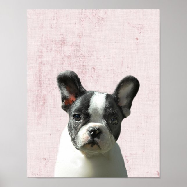 Pastel Rosa Peekaboo Boston Terrier Puppy Nursery Poster (Framsidan)