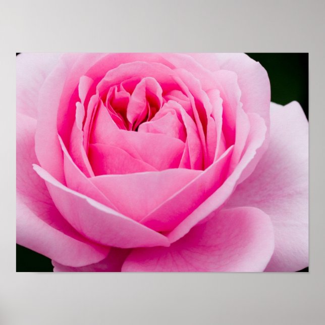 Pastel Rosa ros Poster (Framsidan)