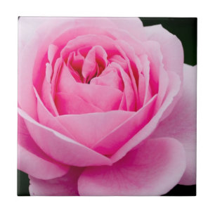 Pastel Rosa ros Tile Kakelplatta