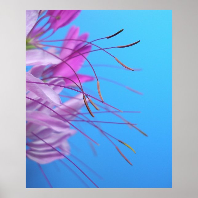 Pastel Simpity Poster (Framsidan)