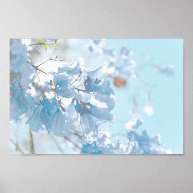 Pastel Soft Blue Jacaranda Träd Flowers Blommar Poster (Framsidan)