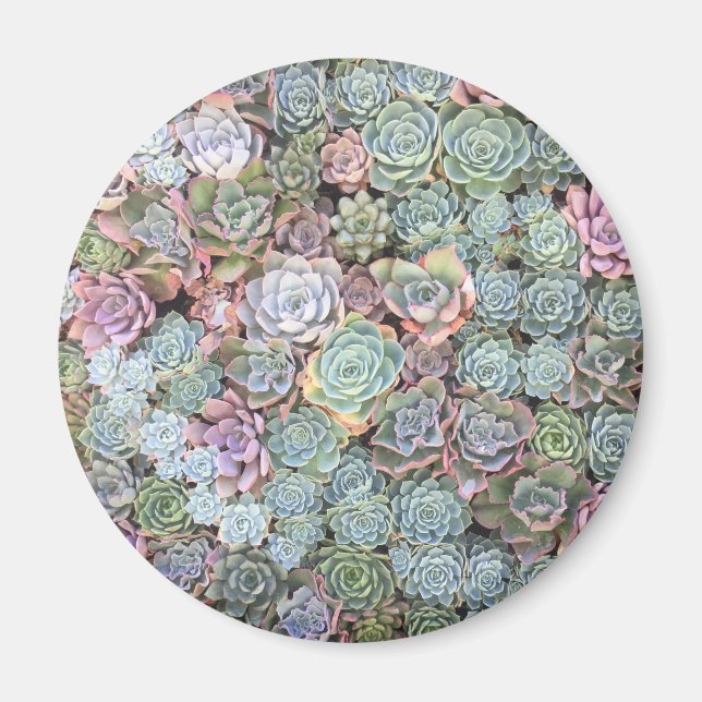 Pastel Succulent Garden Magnet (Framsidan)