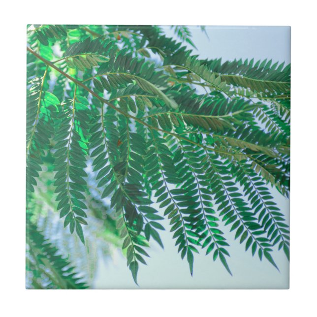 Pastel Theme Jacaranda Träd Lövs Kakelplatta (Framsidan)