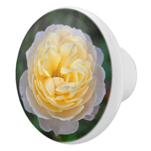 Pastell gul rosa ros knopp