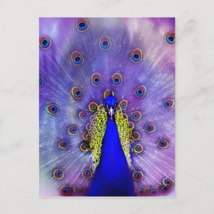 Pastell Påfågel Blå Fågel Vykort