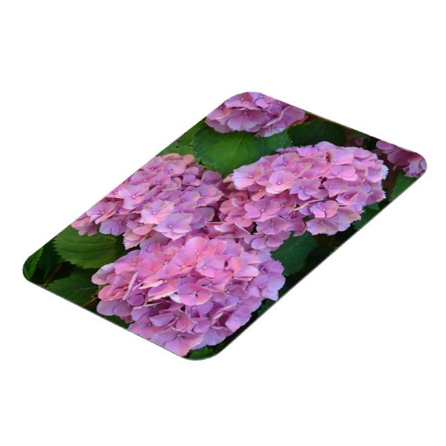 Pastell rosa Hortensia hydrangea blommar  Magnet (Vänstra Sidan)
