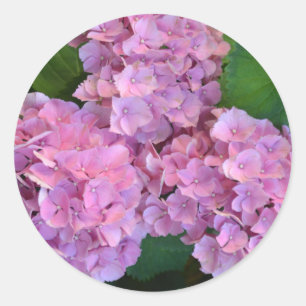 Pastell rosa Hydrangea hortensia blommor Runt Klistermärke