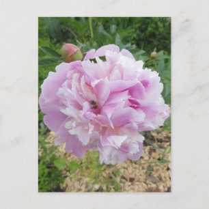 Pastell Rosa Peon och Honungsbi Vykort