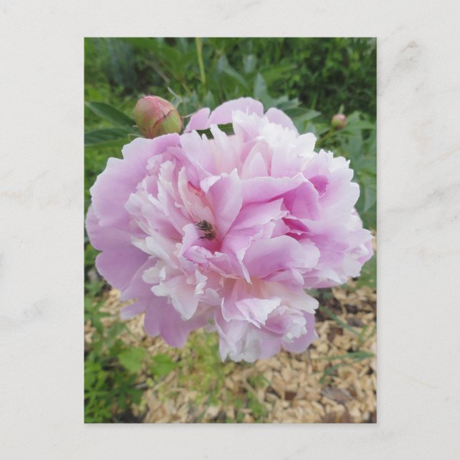 Pastell Rosa Peon och Honungsbi Vykort (Framsida)
