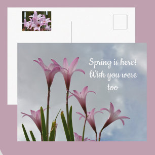 Pastell Rosa Regn Liljor Blommor Saknar Dig Vykort