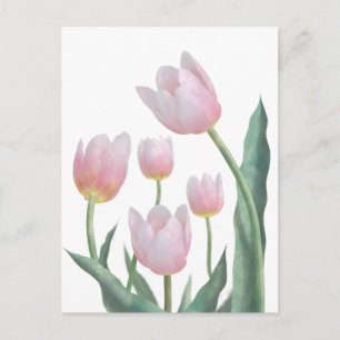 Pastell Tulpan Blommig Design Vykort