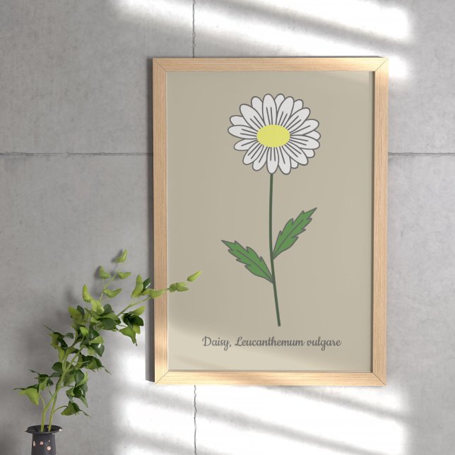 Pastellblomma från botaniska Daisy Poster (Botanical Daisy Flower Poster)