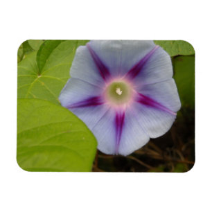 Pastellfärgad morgonhärlighet magnet
