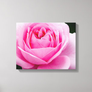 Pastellfärgad rosa roskanvastryck canvastryck