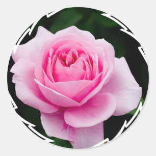 Pastellfärgade rosa rosklistermärkear runt klistermärke