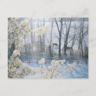 Pastoral Nature Scenery in Winter Vykort