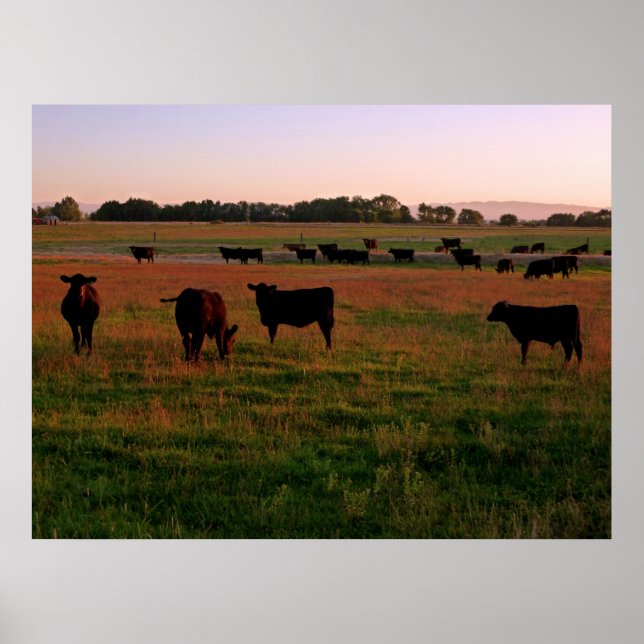 Pasture of Black Angus Poster (Framsidan)