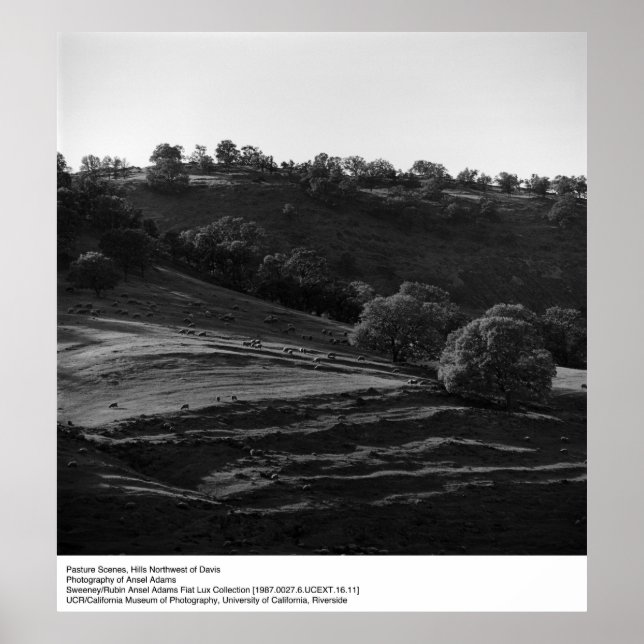 Pasture Scene av Ansel Adams Poster (Framsidan)