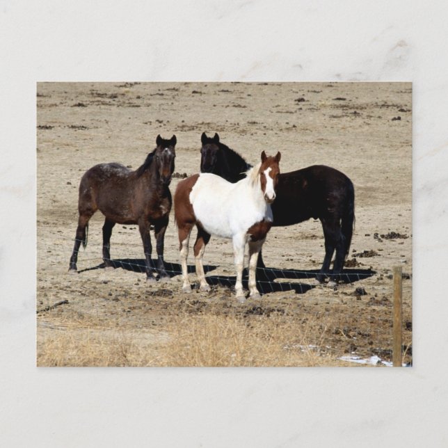 Pasture Trio Vykort (Framsida)