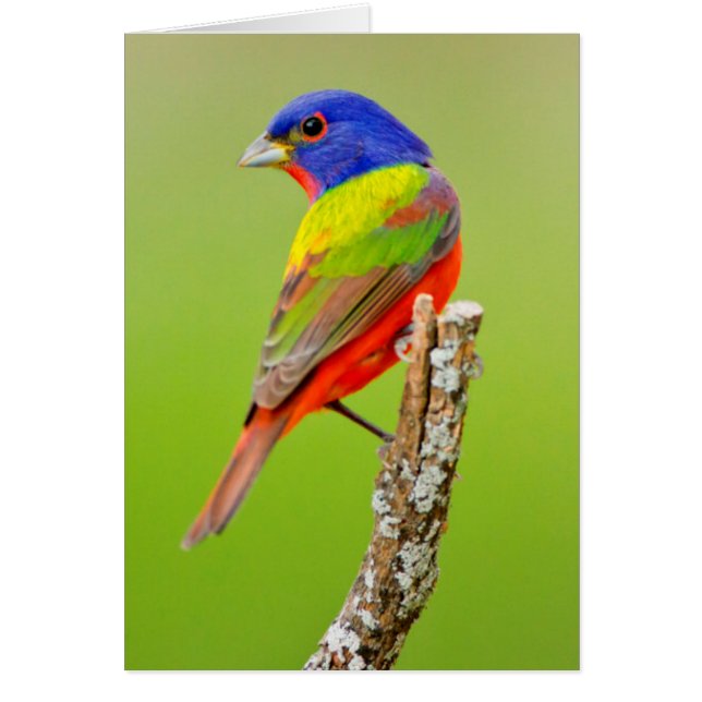 Pat (Passerina ciris) Male Perched Hälsningskort (Framsidan)