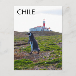 Patagonia Chile Penguin - Lodrät Vykort