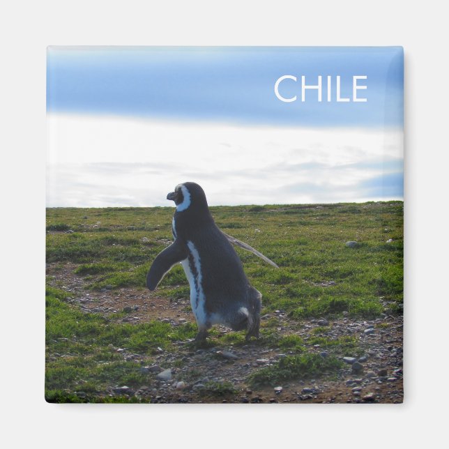Patagonia Chile Penguin Magnet (Framsidan)