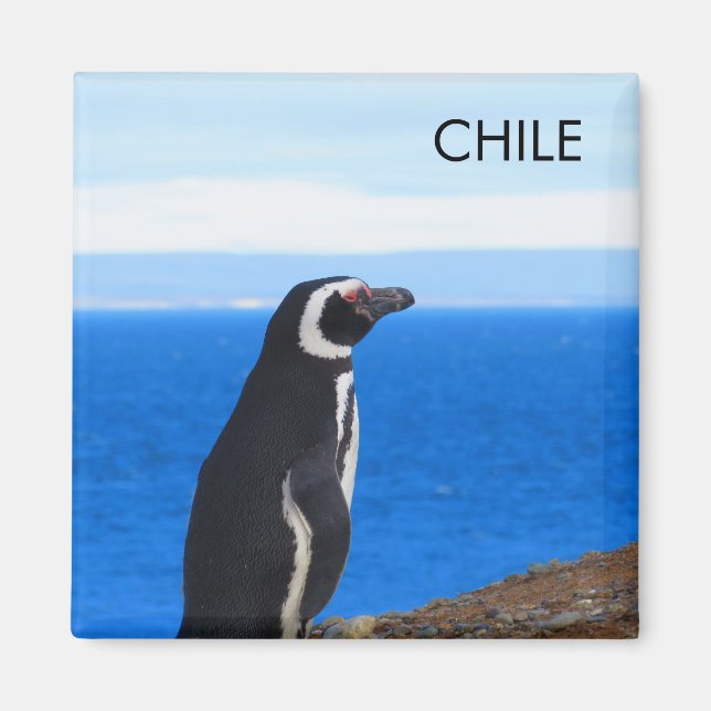 Patagonia Chile Penguin Magnet (Framsidan)