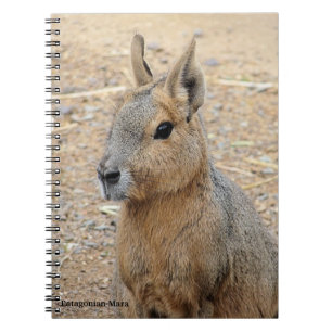 PATAGONIAN MARA ANTECKNINGSBOK
