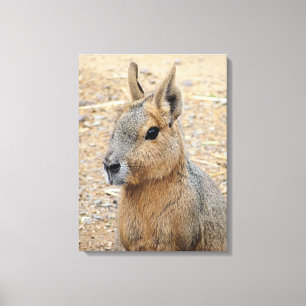 PATAGONIAN MARA CANVASTRYCK